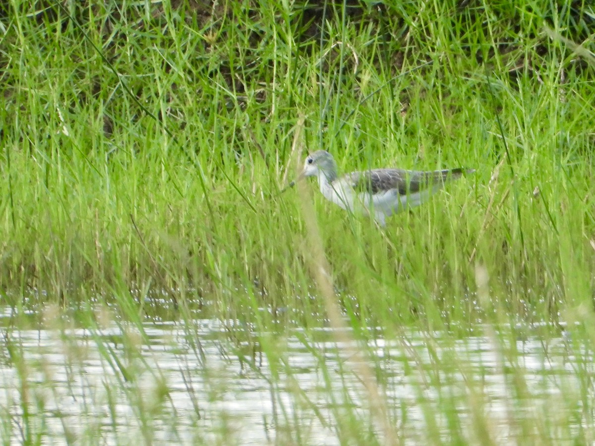 Большой улит - ML646822627