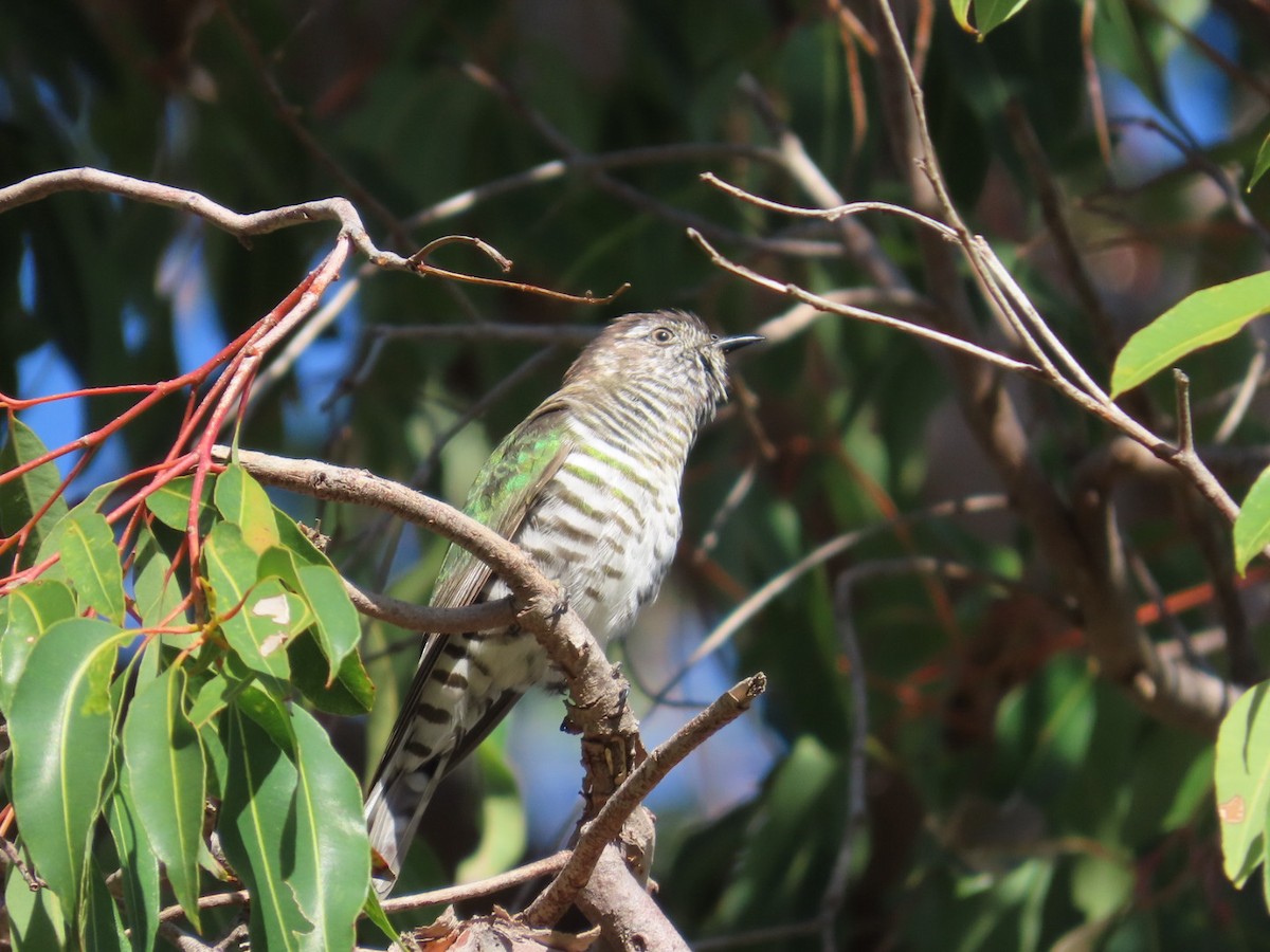 Бронзовая кукушка - ML646822629