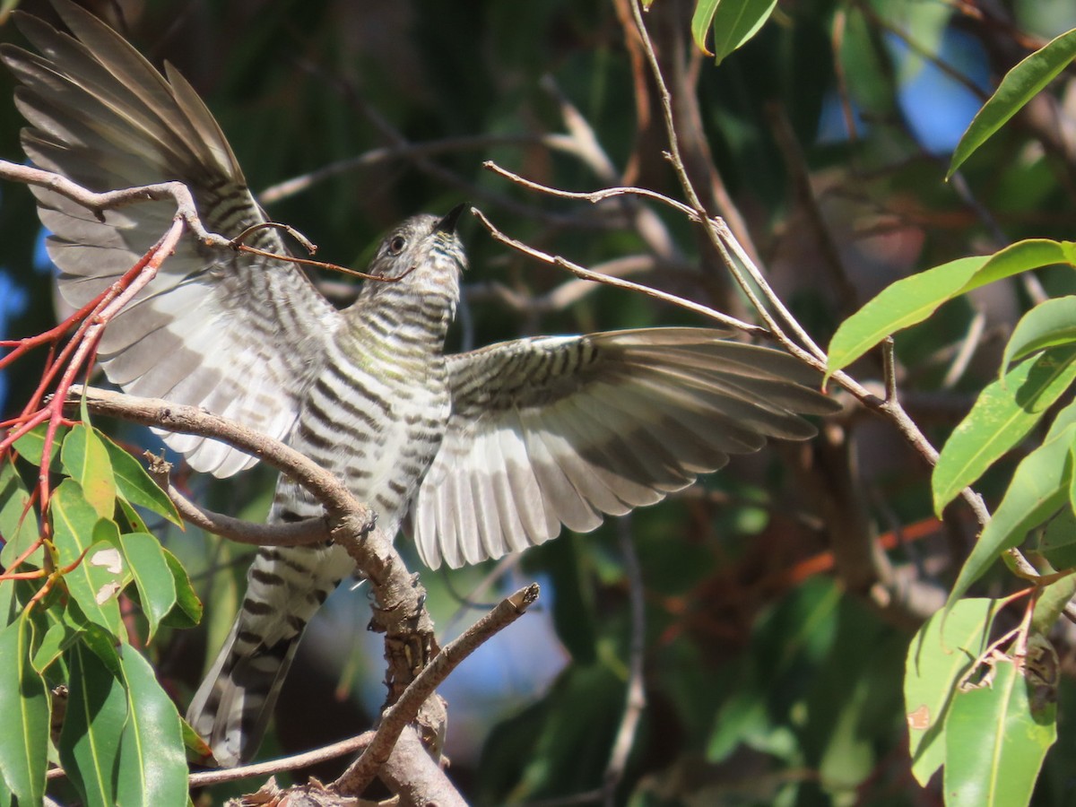 Бронзовая кукушка - ML646822630