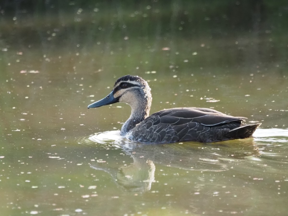 Pacific Black Duck - ML646822631
