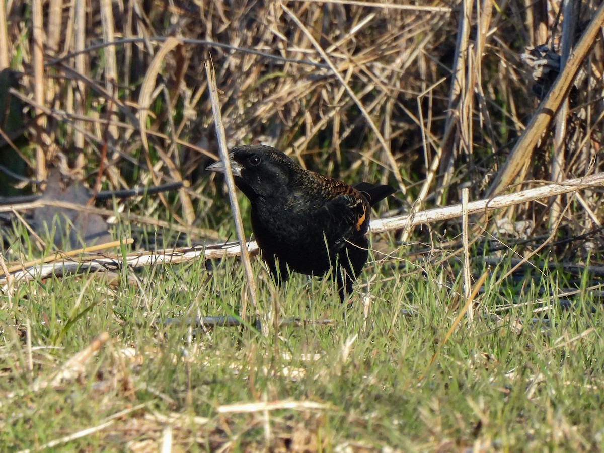 Красноплечий трупиал - ML646822632