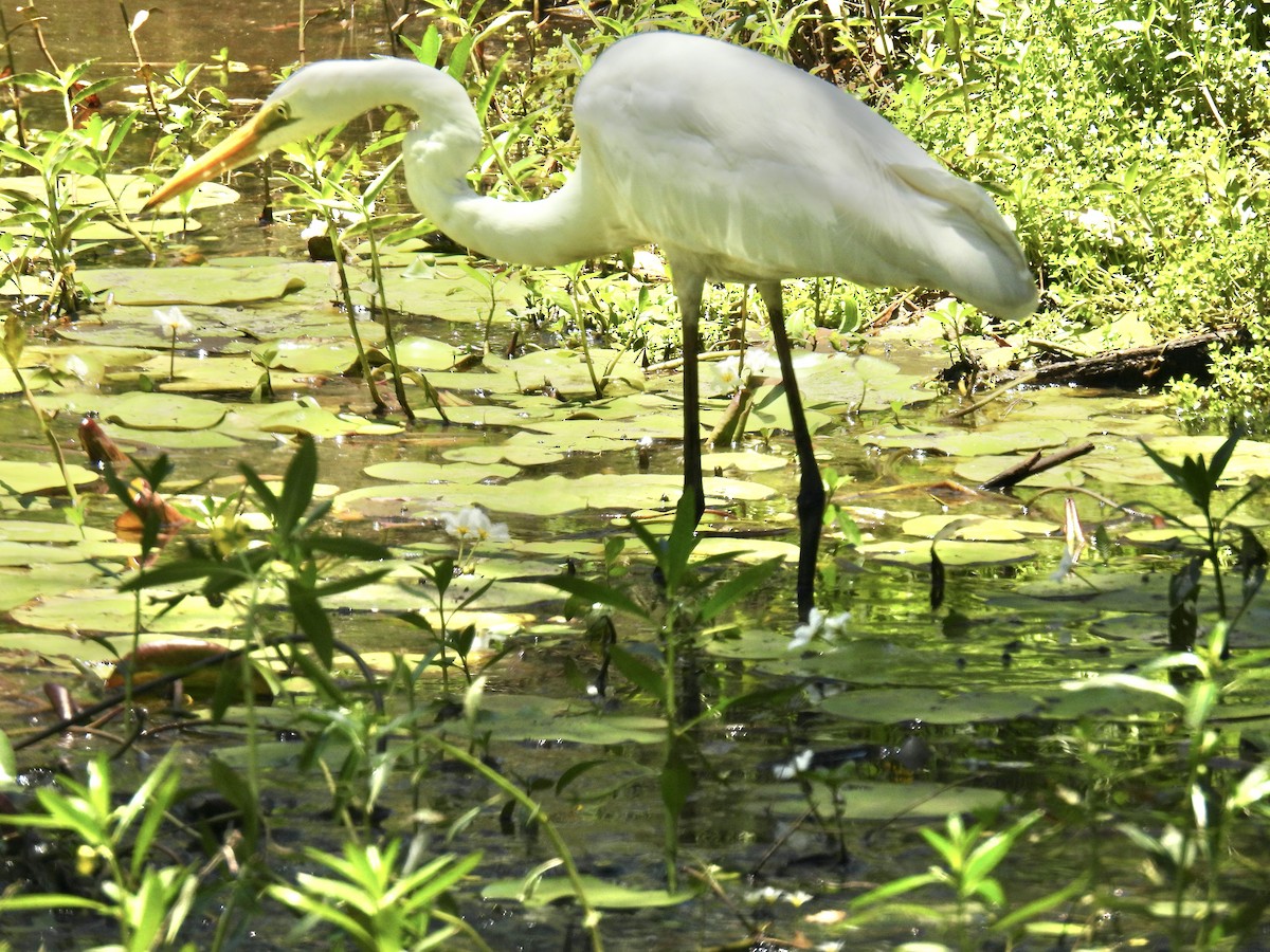 volavka bílá - ML646822638