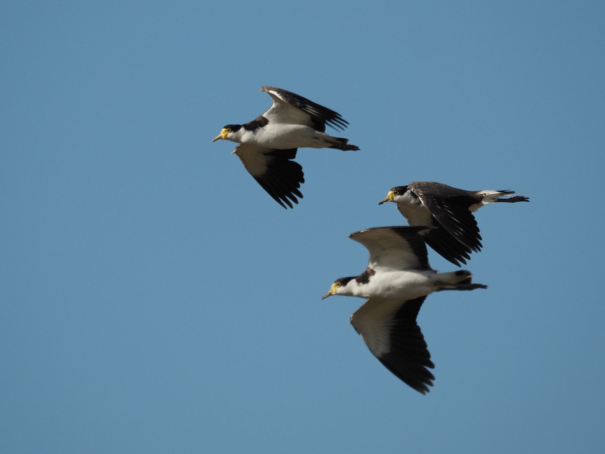 Masked Lapwing - ML646822639