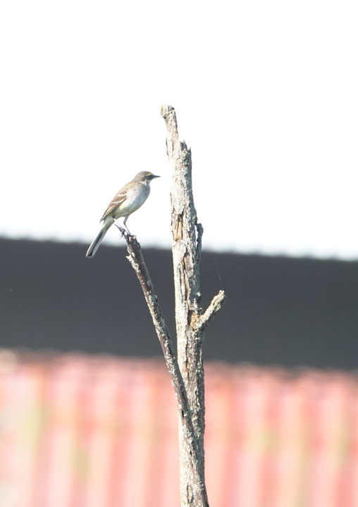 Берингийская жёлтая трясогузка - ML646822640