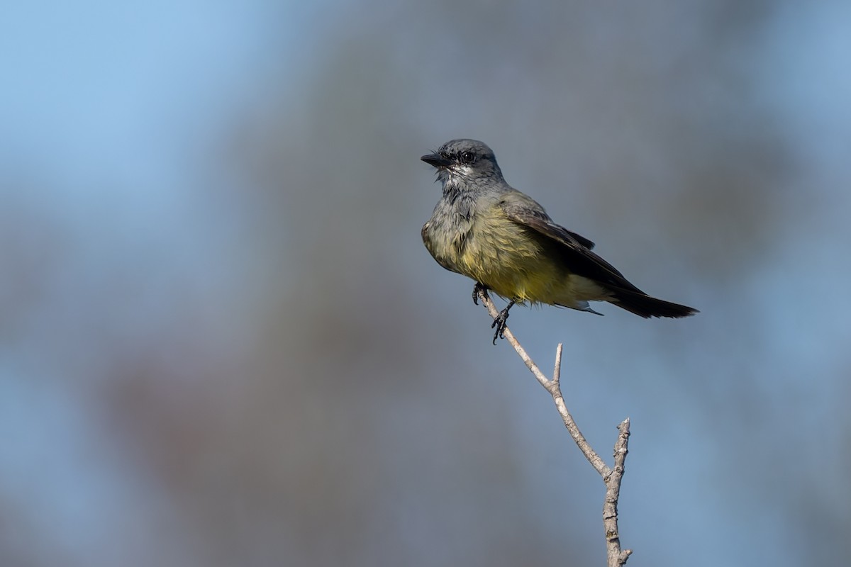 Серогрудый тиранн - ML646822641