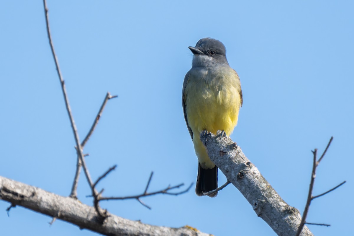 Серогрудый тиранн - ML646822642