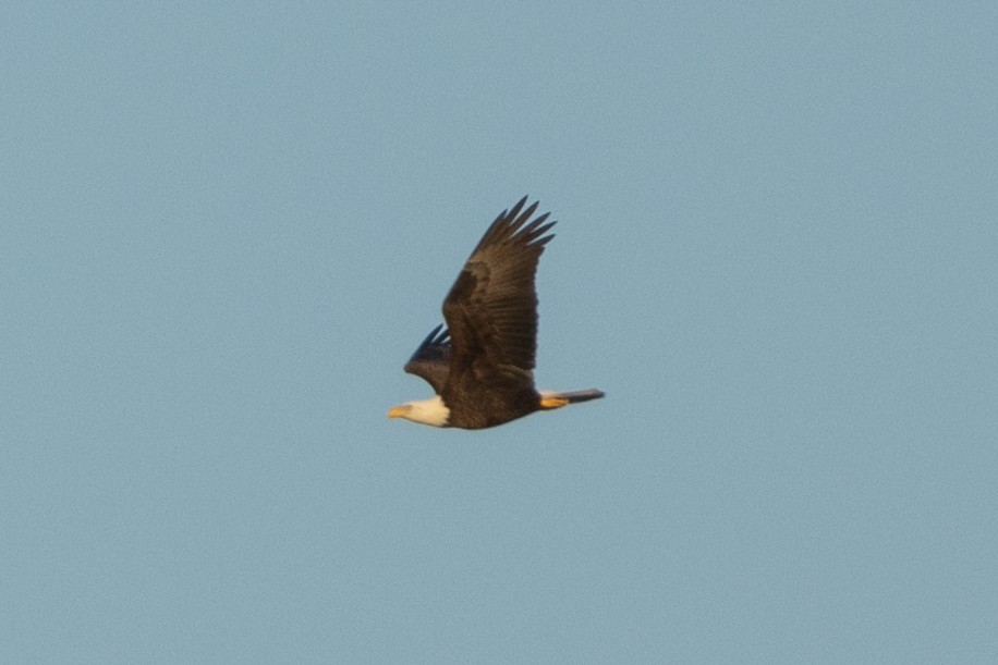 Bald Eagle - ML646822648