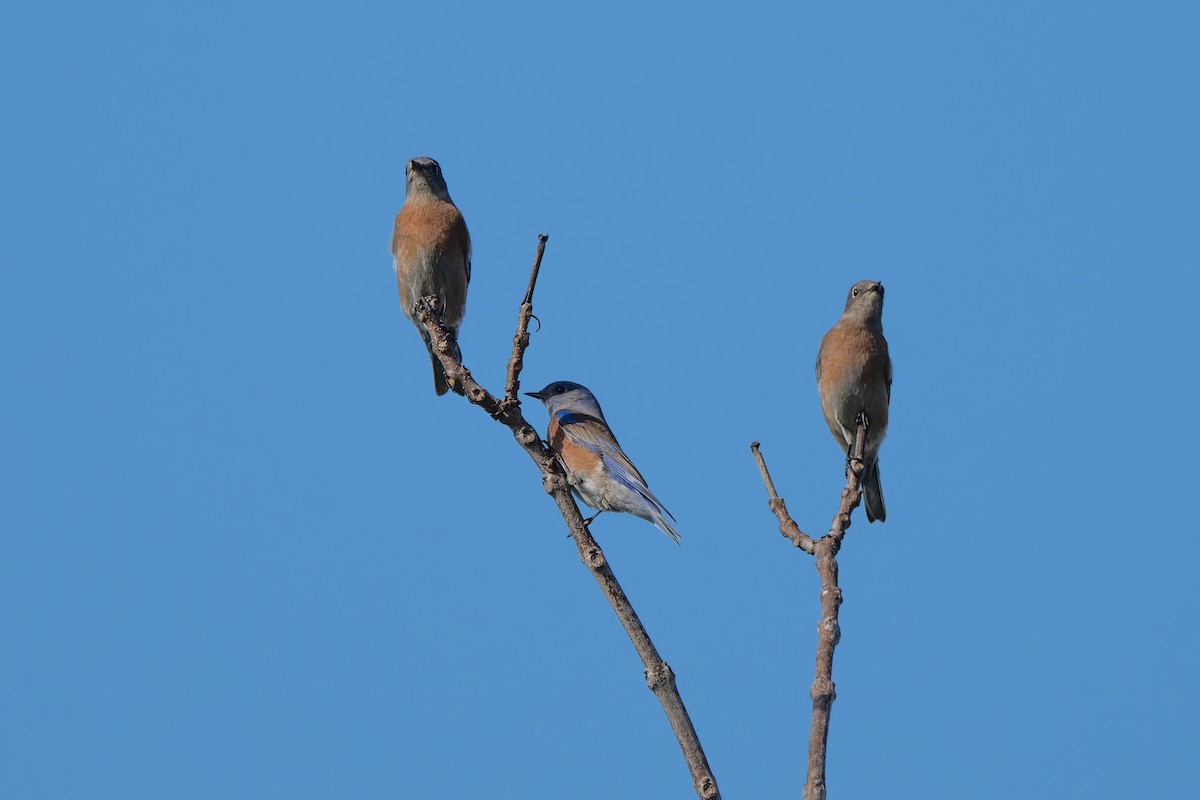 チャカタルリツグミ - ML646822650