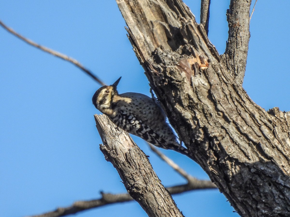 Ladder-backed Woodpecker - ML646822651