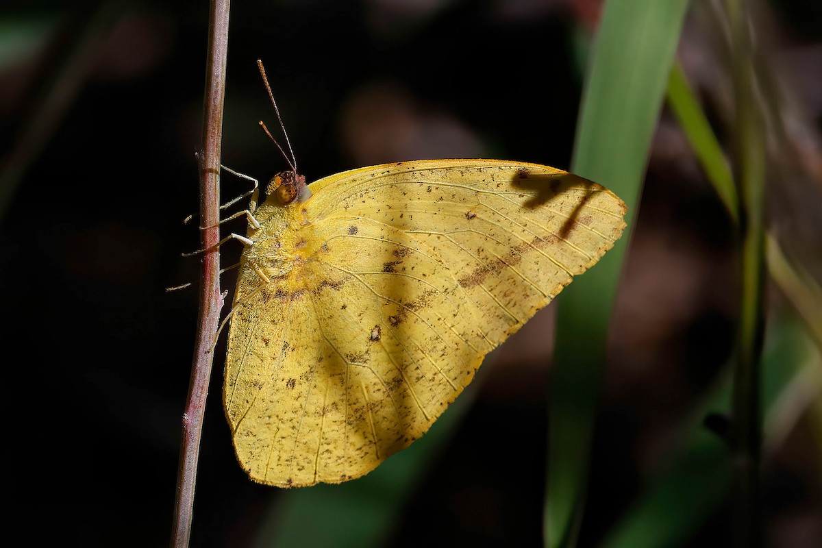 Large Orange Sulphur - ML646822653