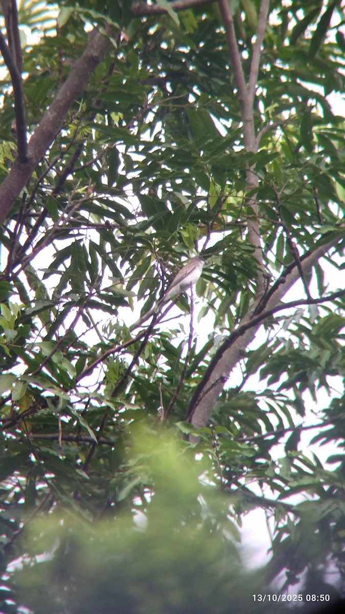 Tirano Oriental - ML646822654