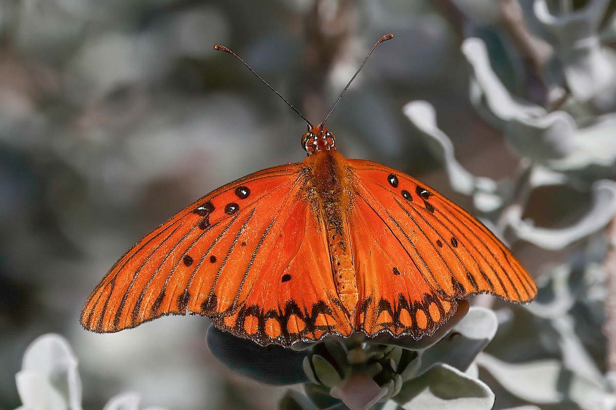 Gulf Fritillary - ML646822655