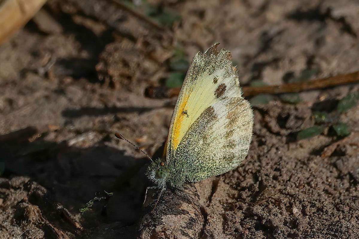 Dainty Sulphur - ML646822657