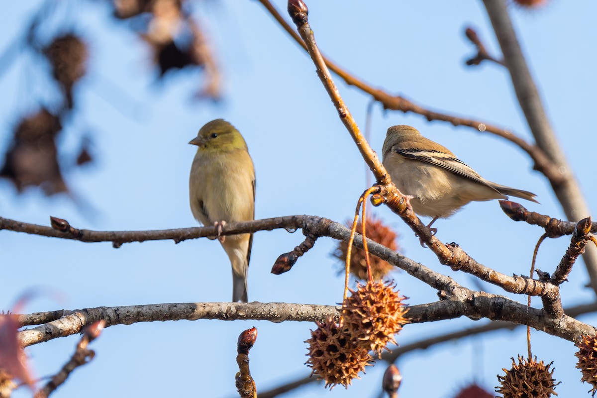 American Goldfinch - ML646822659