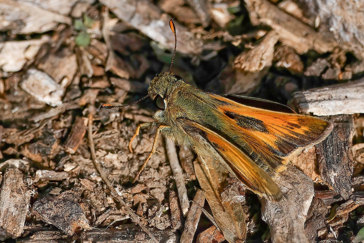 Huron Sachem - ML646822660