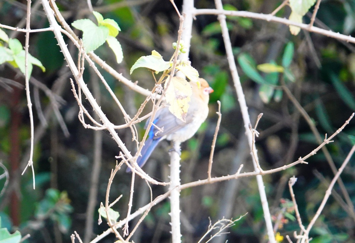 Çivit Mumgagası - ML646822662