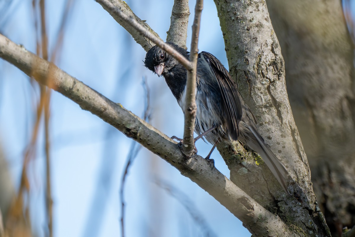ユキヒメドリ（hyemalis／carolinensis） - ML646822663