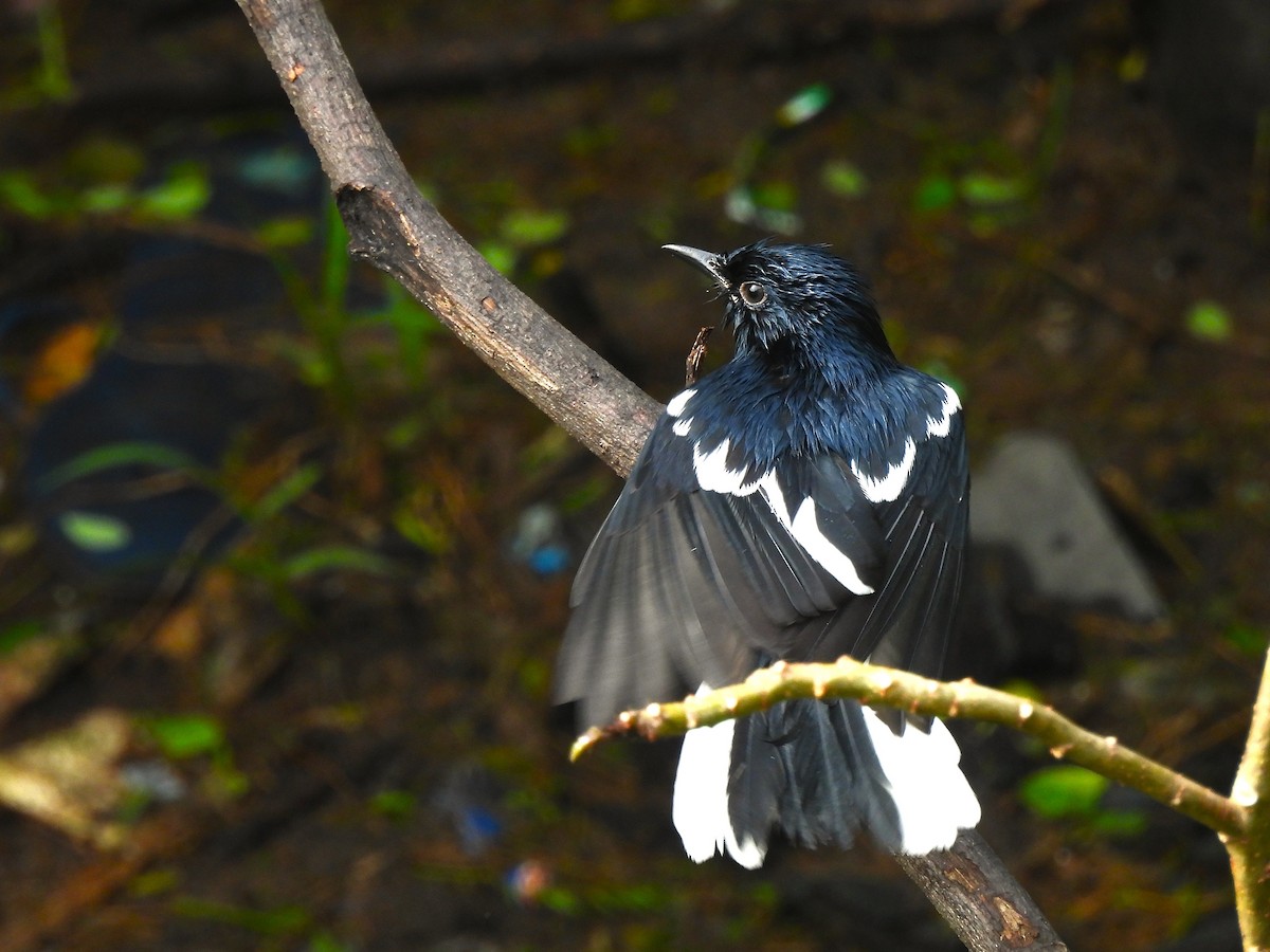 Oriental Magpie-Robin - ML646822665