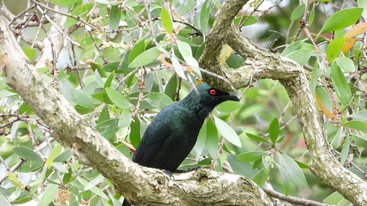 Asian Glossy Starling - ML646822666