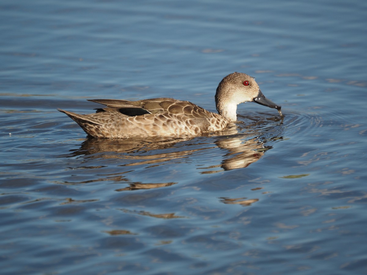 Gray Teal - ML646822667