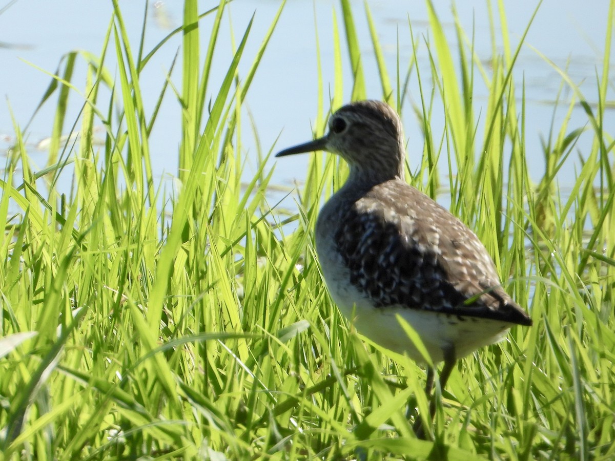 vodouš bahenní - ML646822670