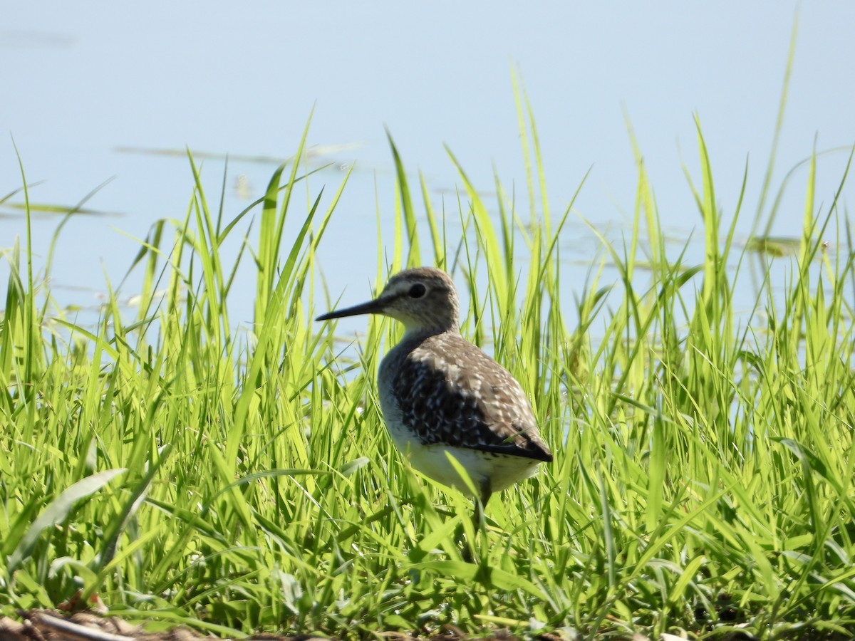 vodouš bahenní - ML646822671