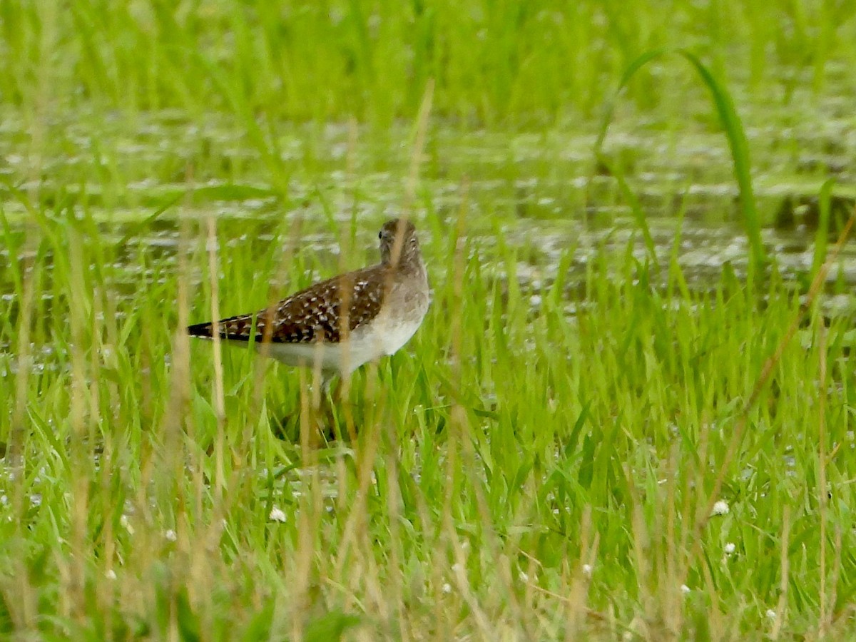 vodouš bahenní - ML646822672