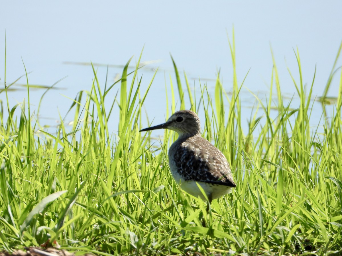 vodouš bahenní - ML646822673