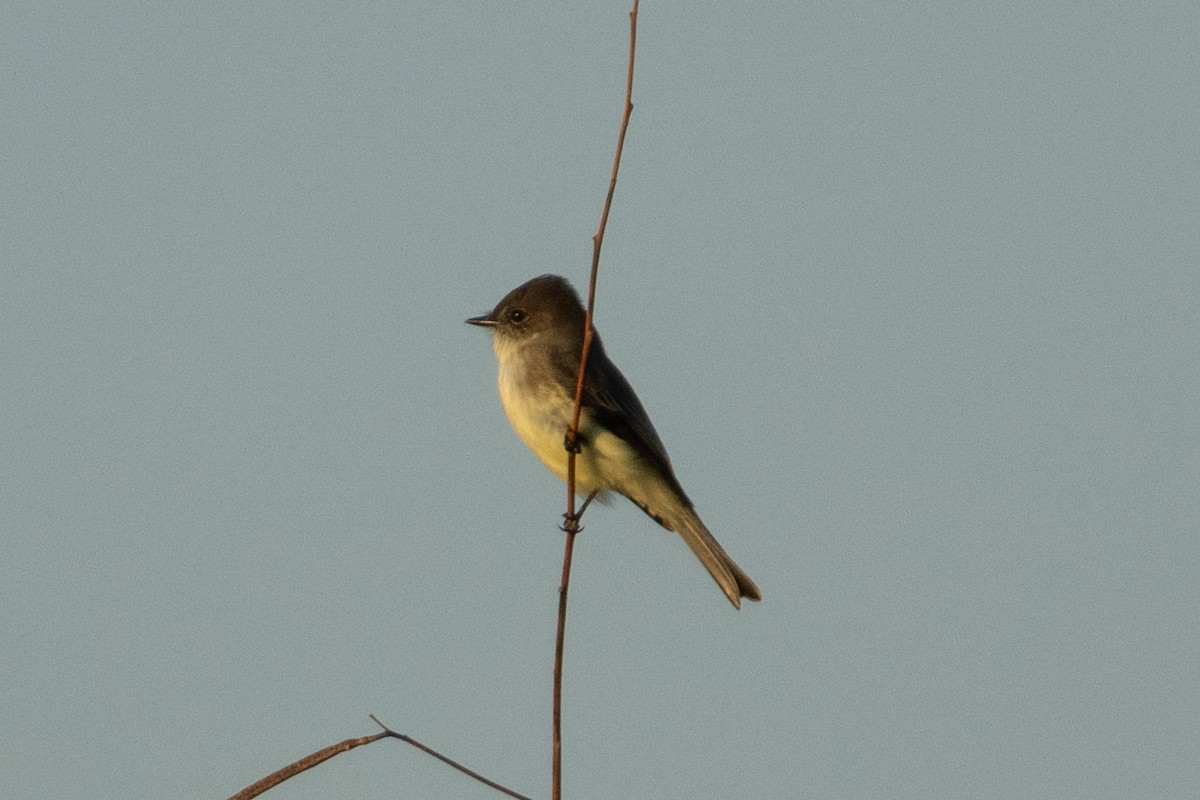פיבי מזרחית - ML646822674