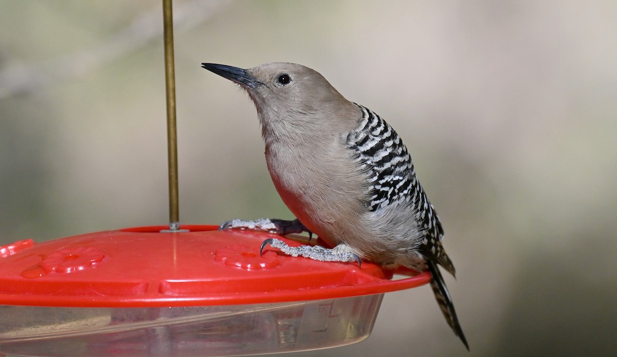 Гіла каліфорнійська - ML646822676