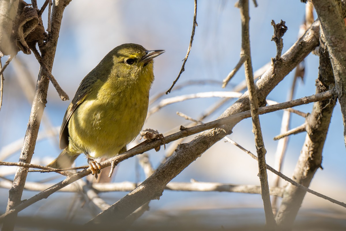 サメズアカアメリカムシクイ - ML646822677