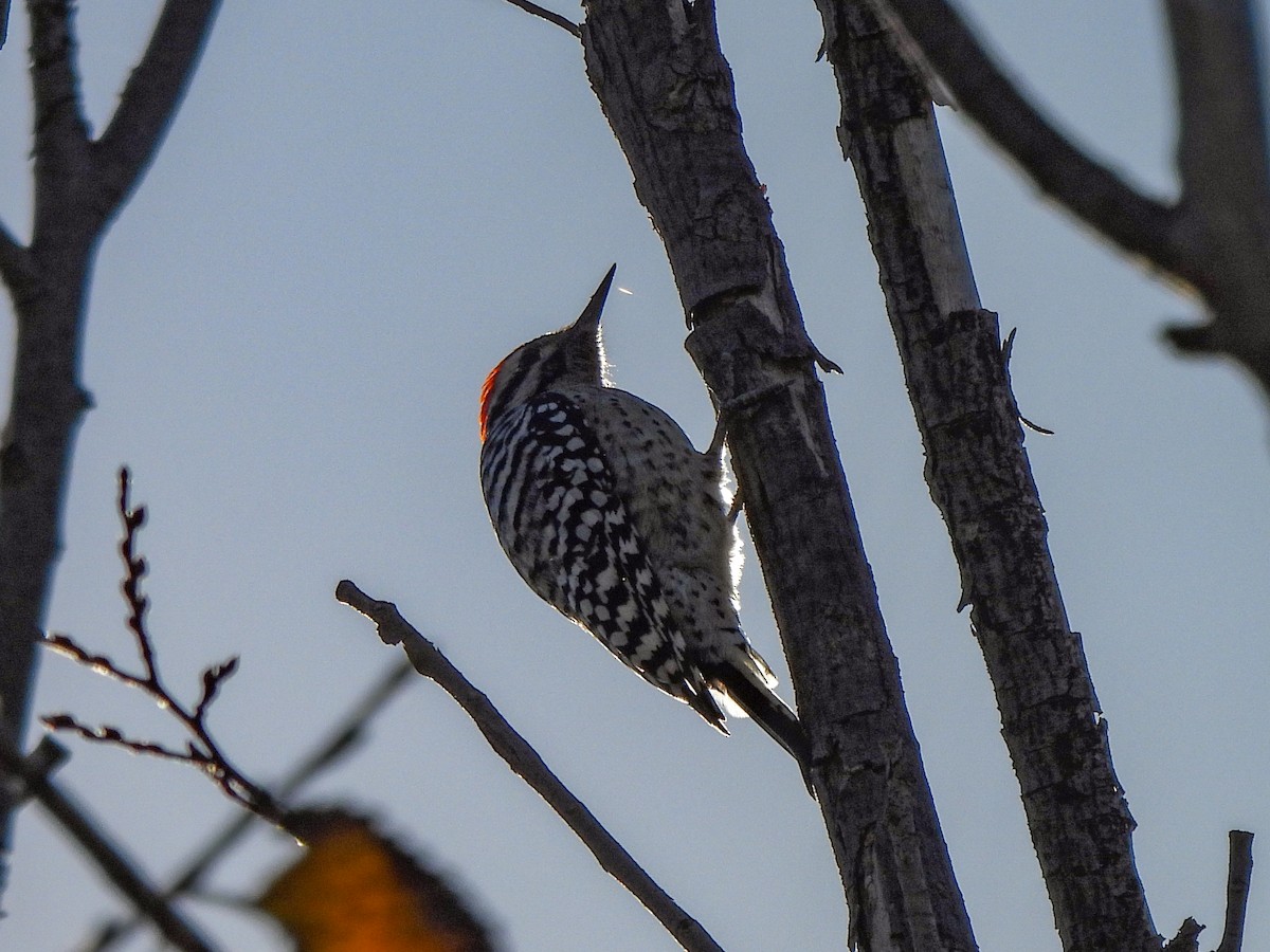 Ladder-backed Woodpecker - ML646822678