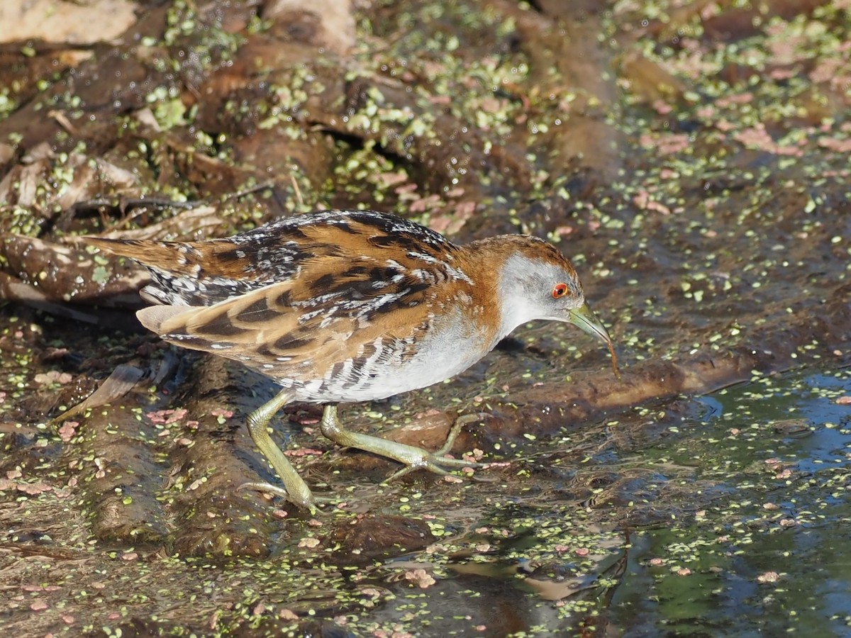 Baillon's Crake - ML646822681