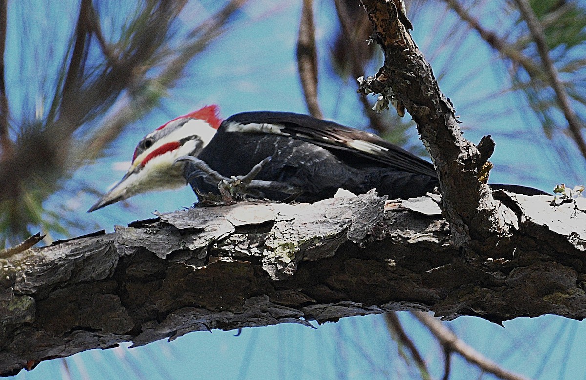 Pileated Woodpecker - ML646822683