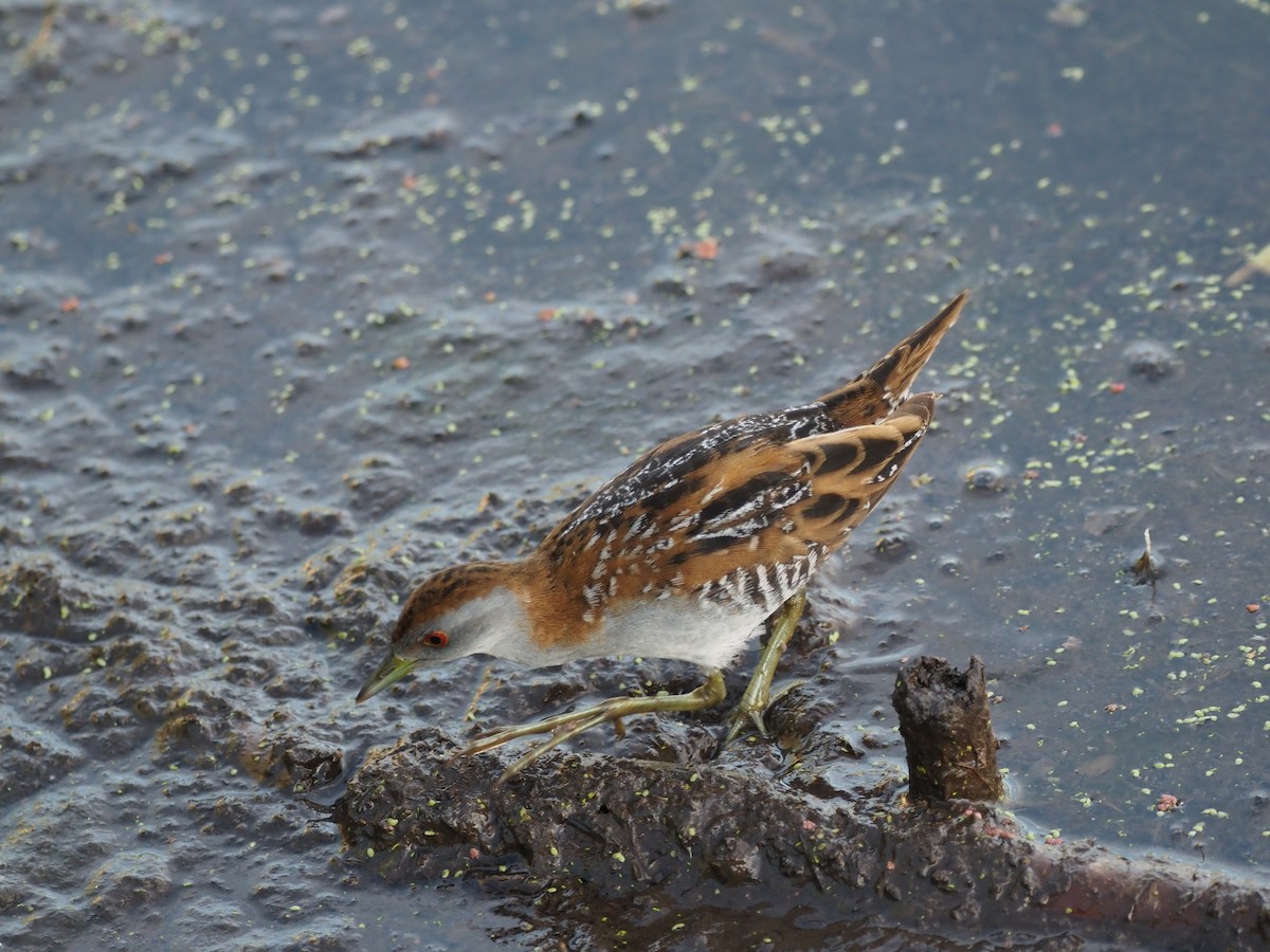Baillon's Crake - ML646822684
