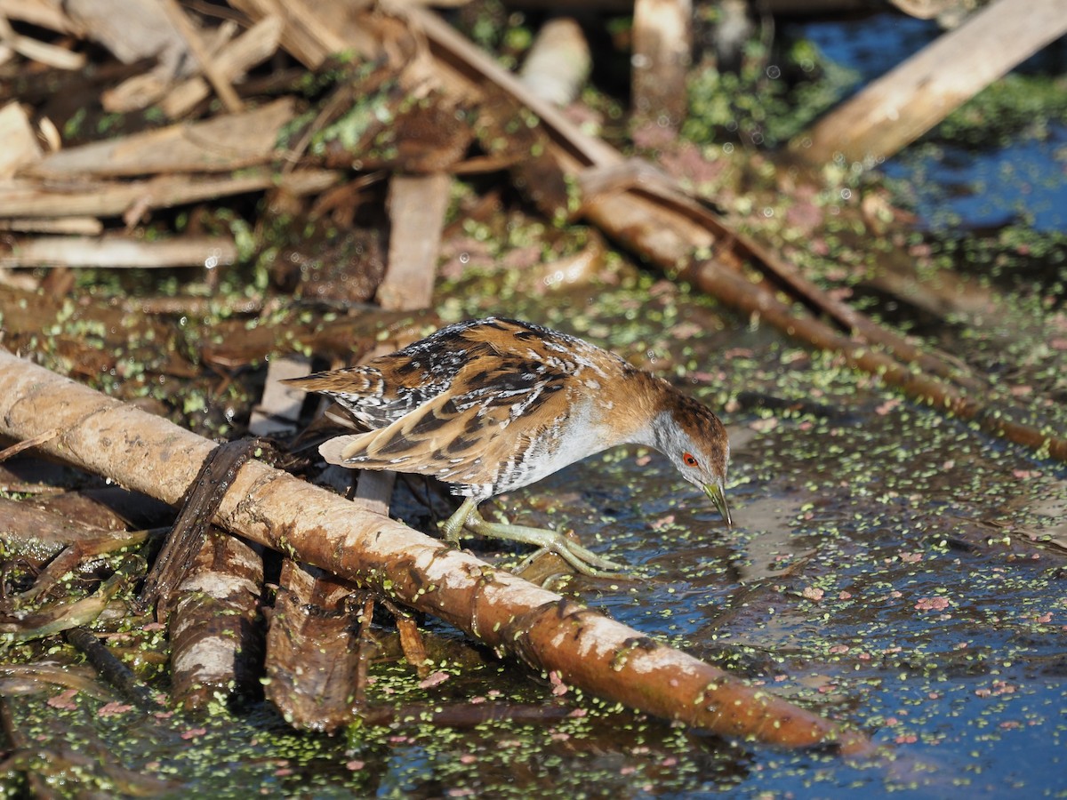 Baillon's Crake - ML646822685