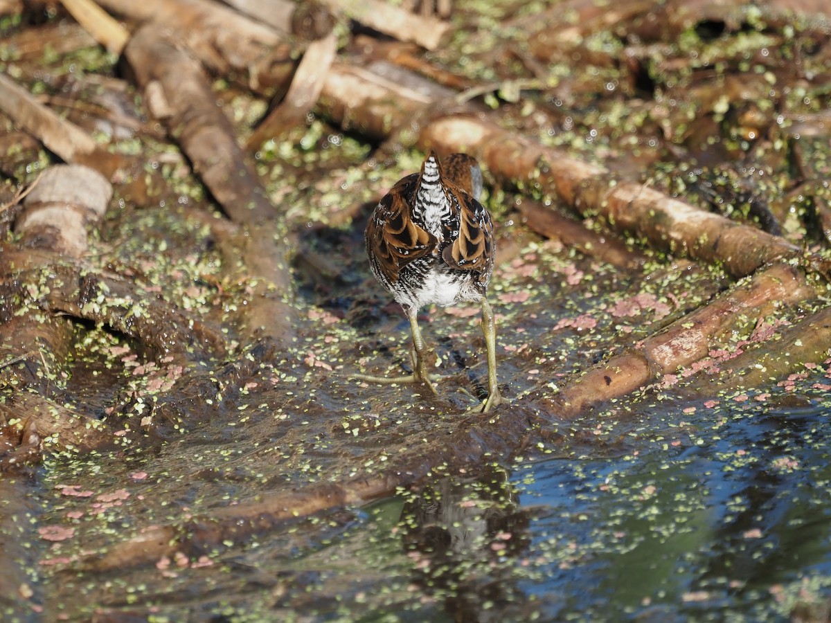 Baillon's Crake - ML646822686