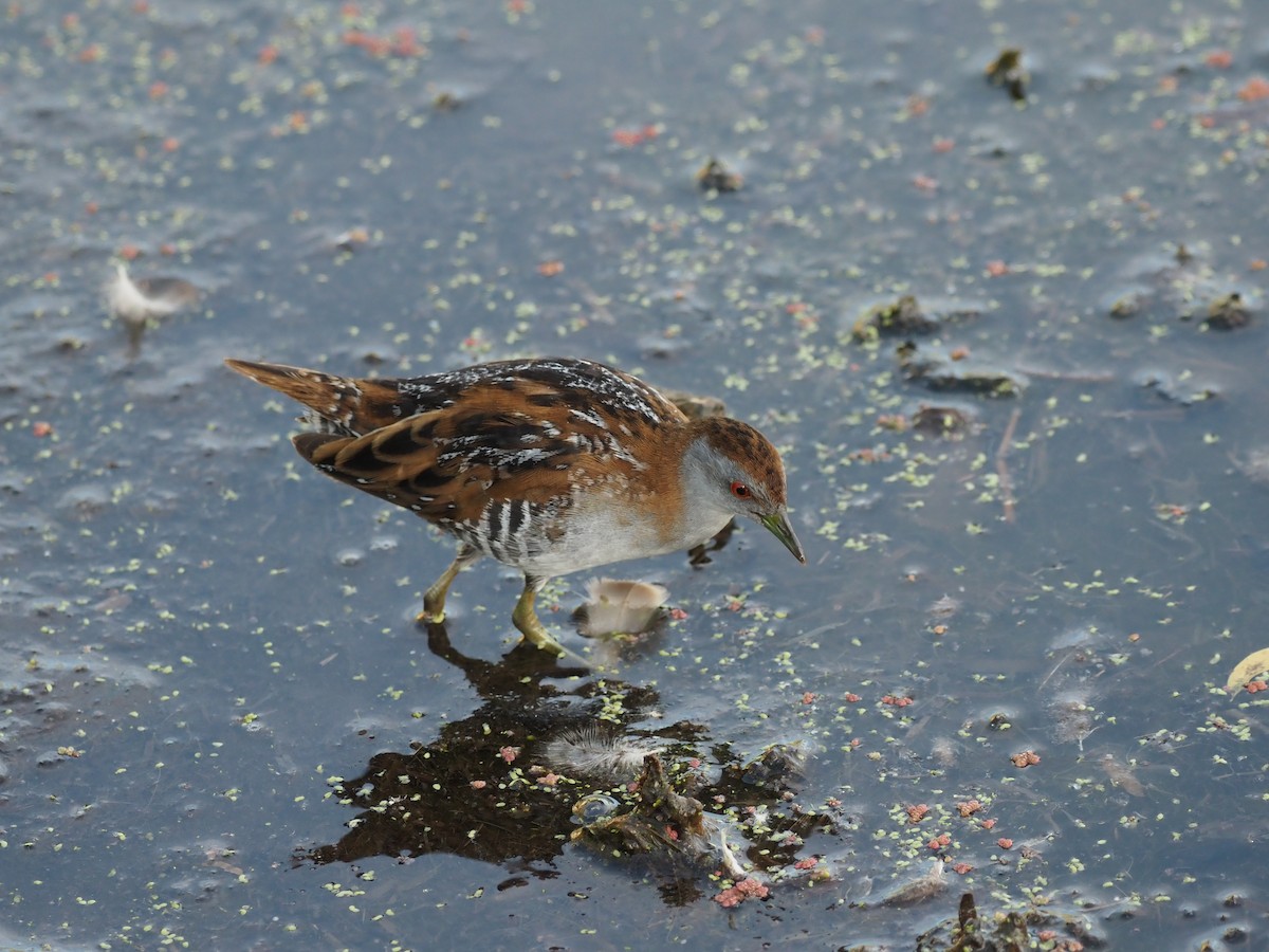 Baillon's Crake - ML646822687