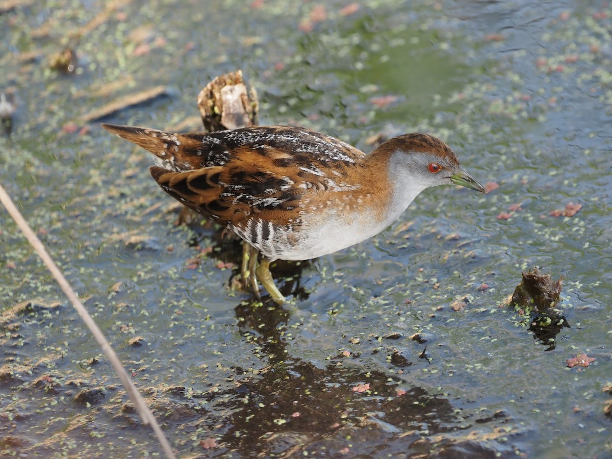 Baillon's Crake - ML646822688