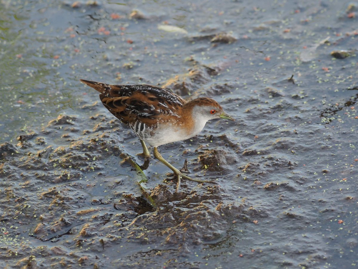 Baillon's Crake - ML646822689
