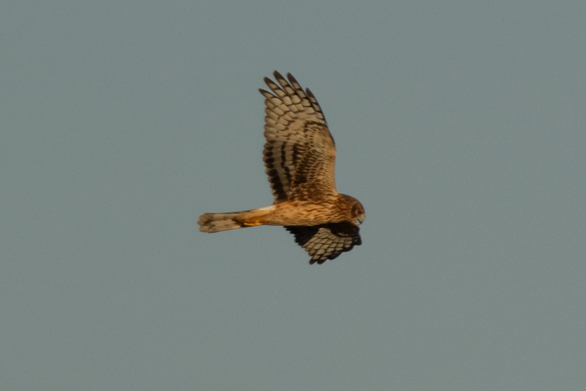 זרון אמריקני - ML646822690