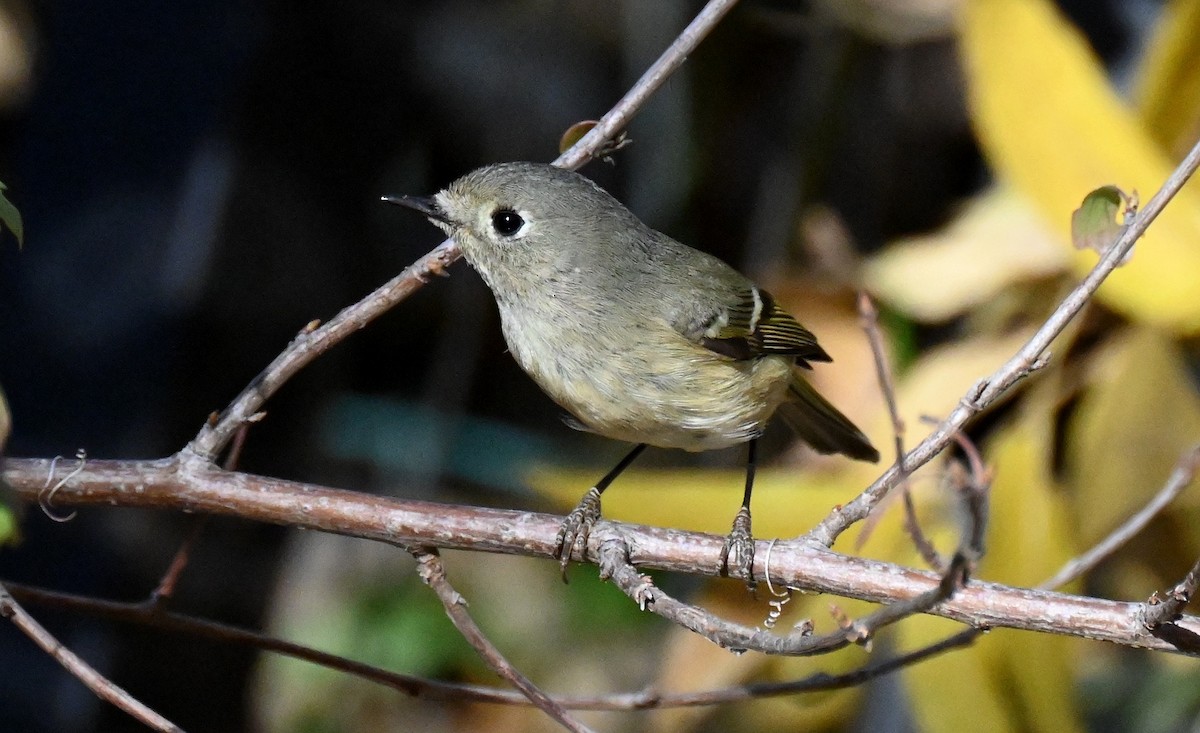 Ruby-crowned Kinglet - ML646822691
