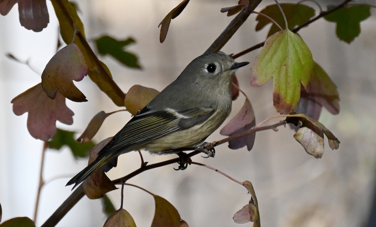Ruby-crowned Kinglet - ML646822692