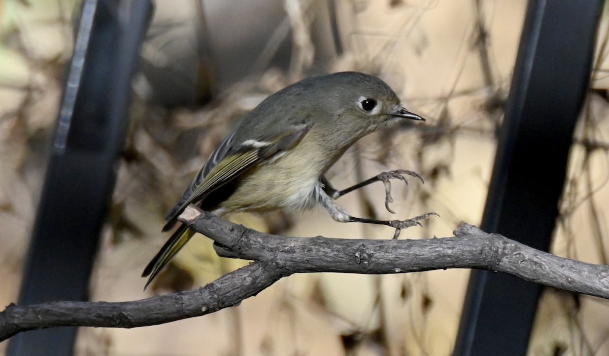 Ruby-crowned Kinglet - ML646822693