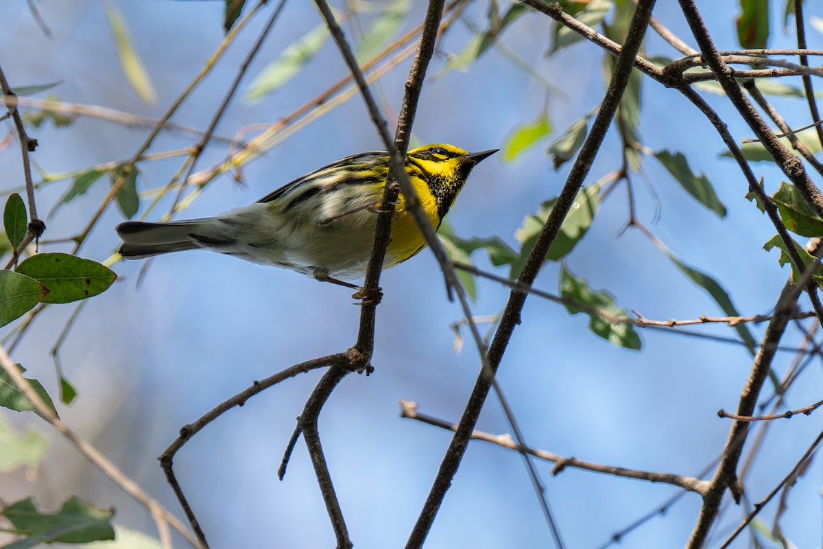 タウンゼンドアメリカムシクイ - ML646822696