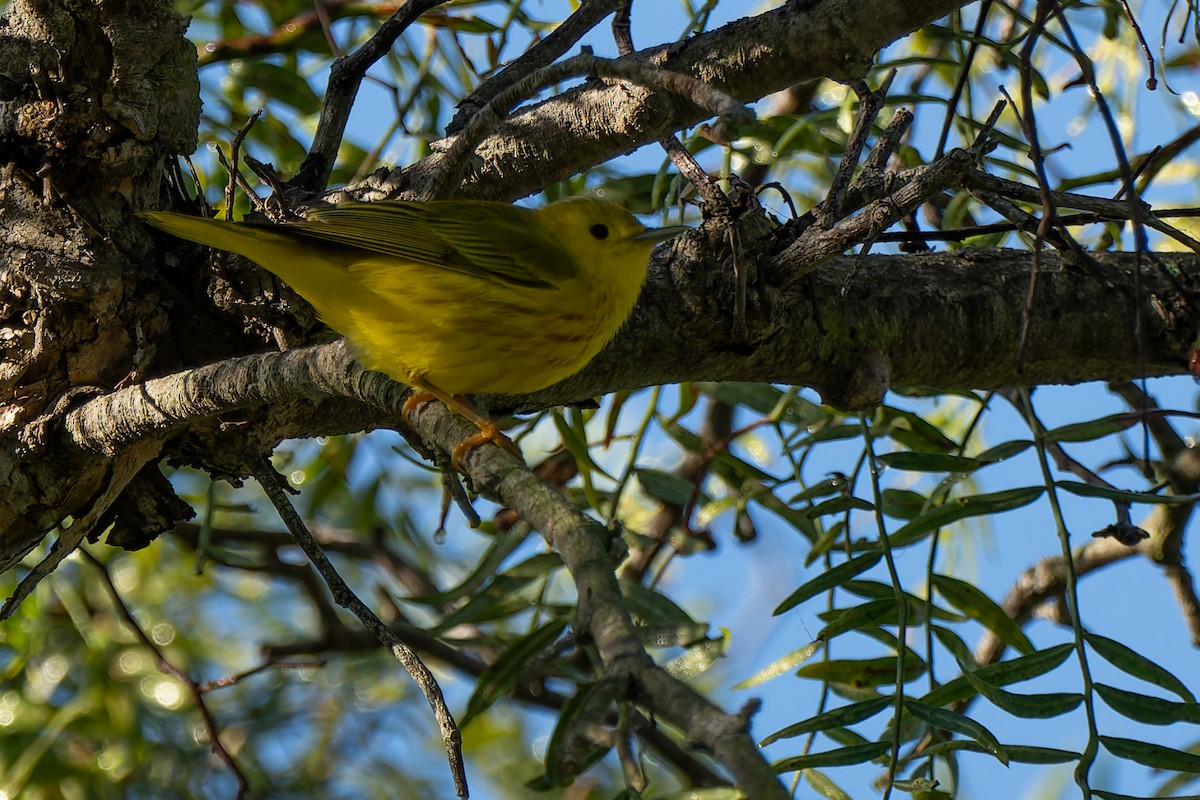 Sarı Ötleğen - ML646822701