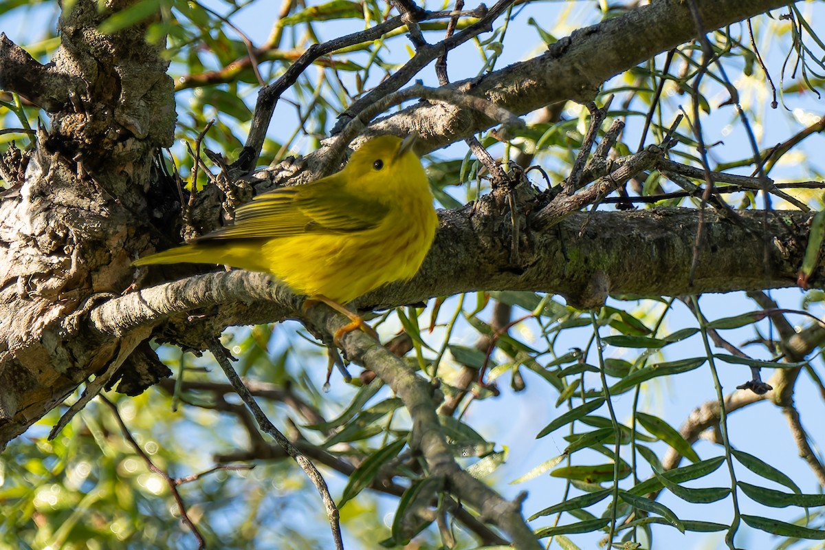 Northern Yellow Warbler - ML646822703