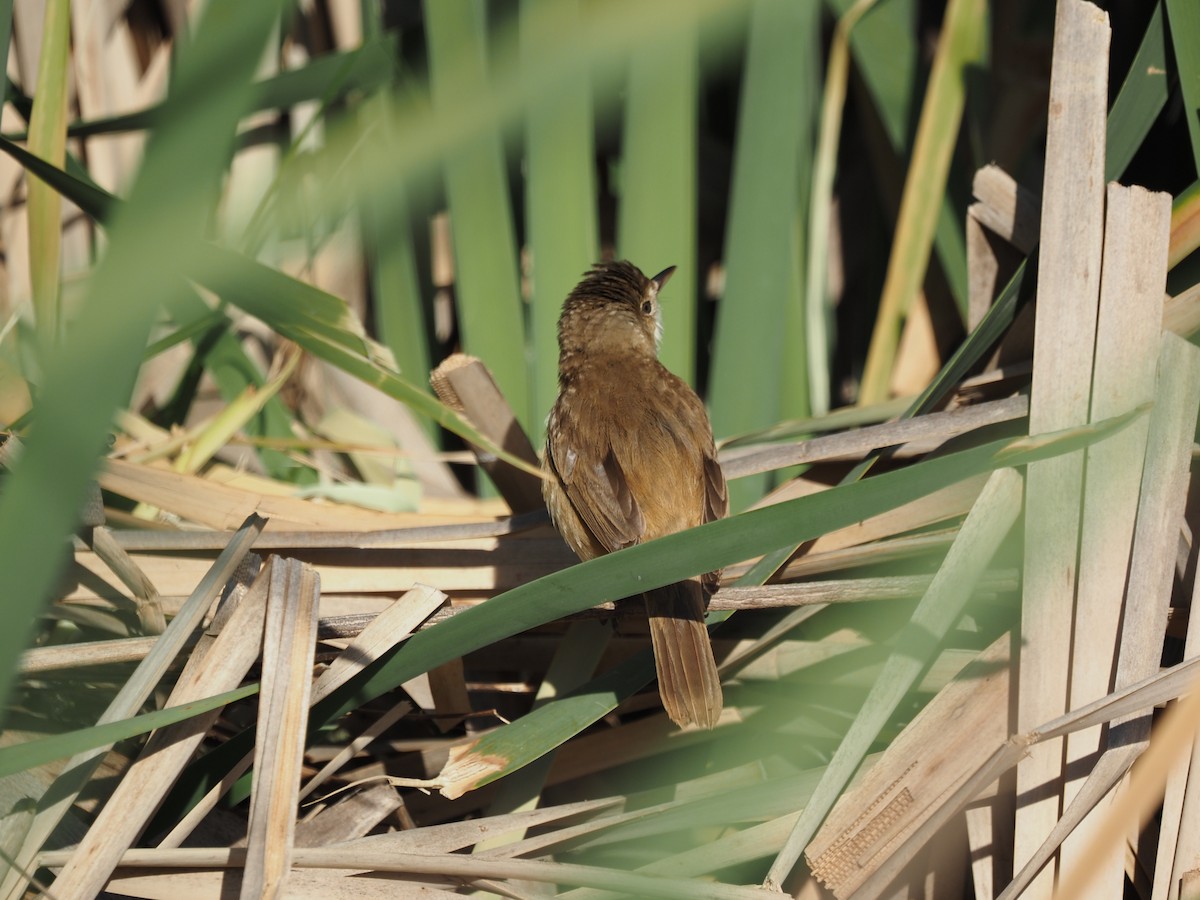 Australian Reed Warbler - ML646822704