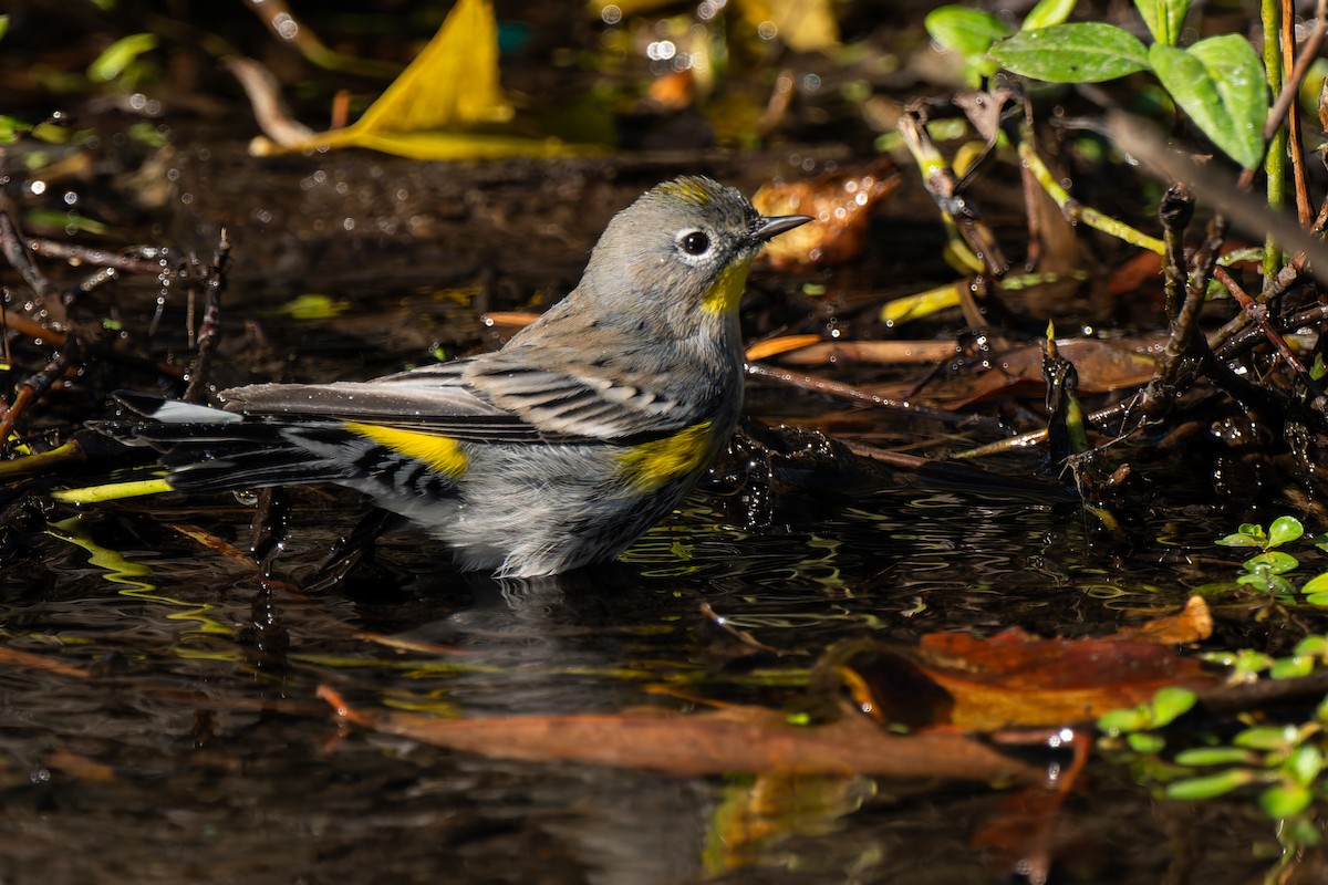 キヅタアメリカムシクイ - ML646822705