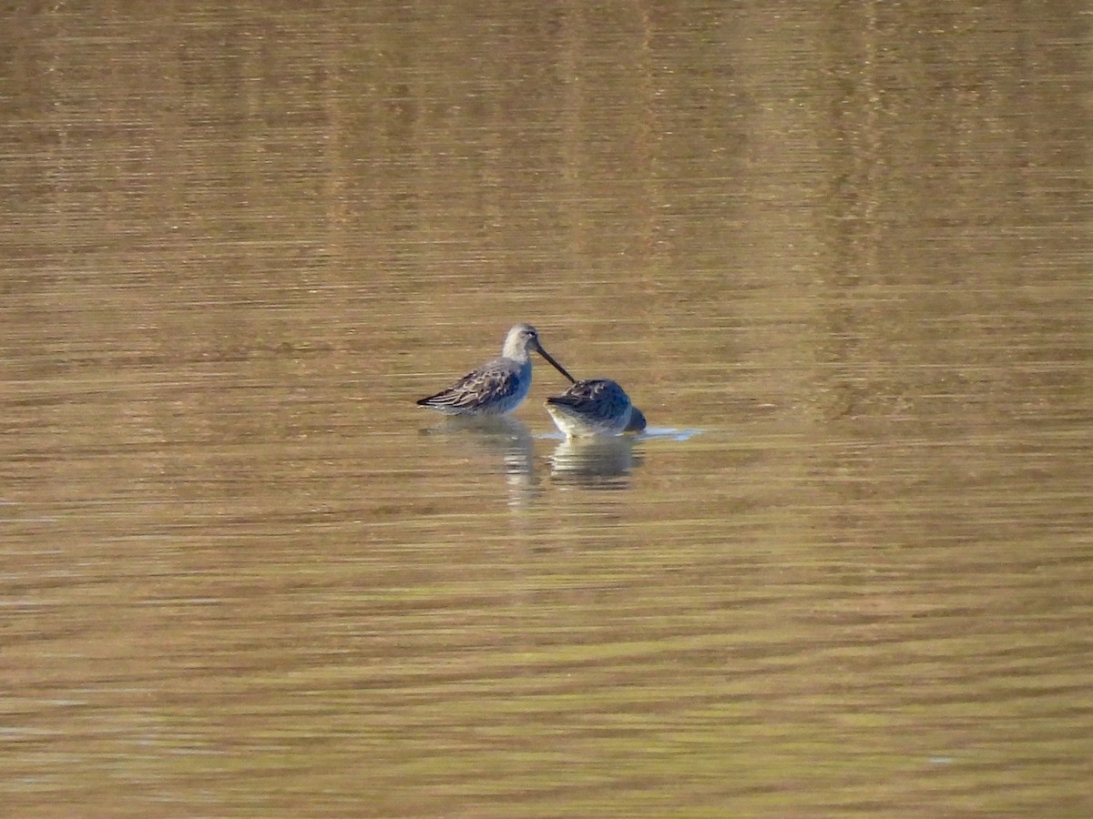 Long-billed Dowitcher - ML646822706